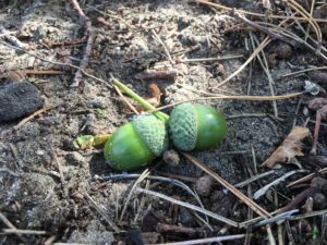 Twee groene eikels op de grond