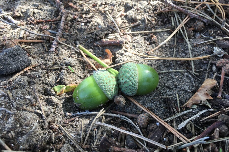 Twee groene eikels op de grond